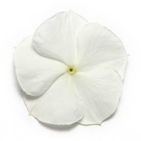 Pacifica XP White Vinca